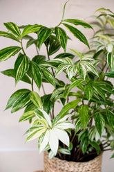 Hellenia speciosa